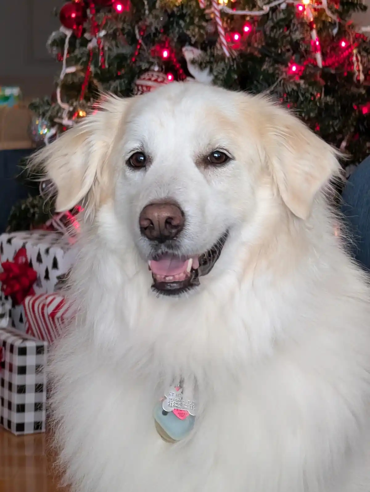 A fluffy white dog with a happy expression sits in front of a decorated Christmas tree with red lights and presents. The dog…