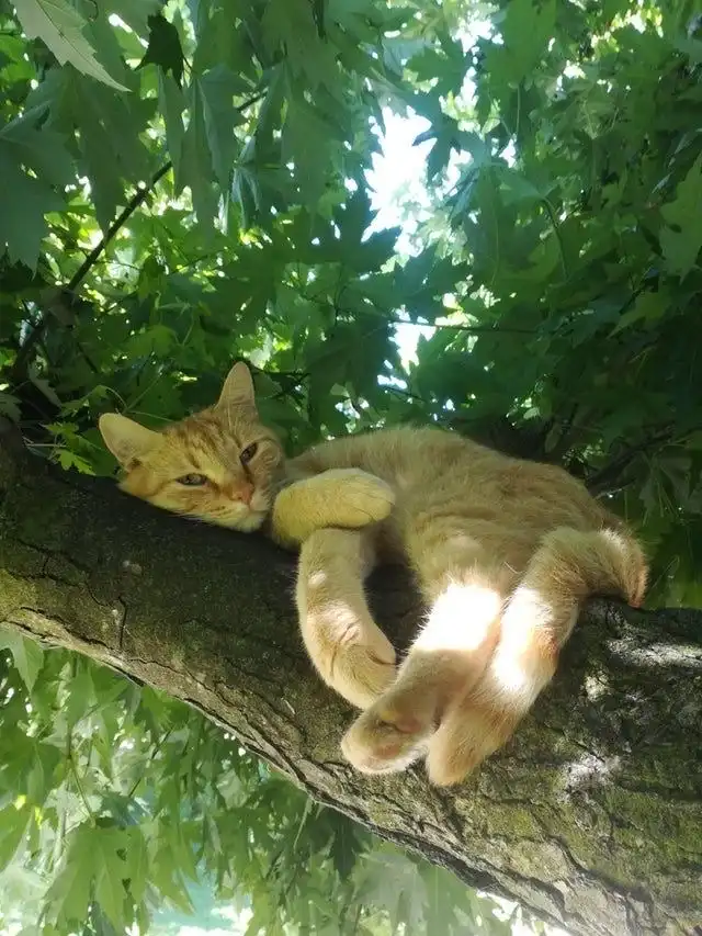 An orange tabby cat is lounging comfortably on a thick tree branch, surrounded by green leaves and dappled sunlight. The cat…