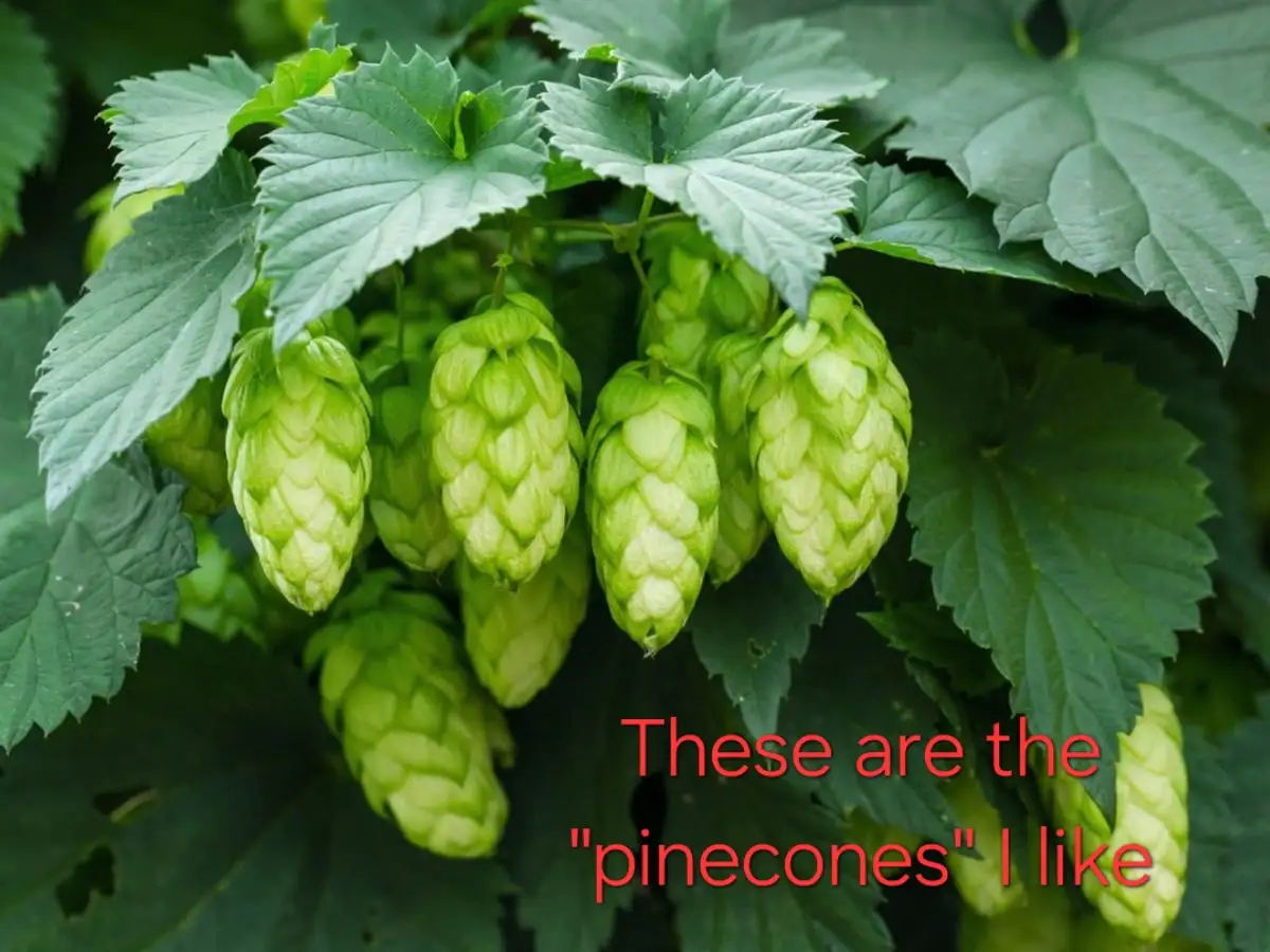 A close-up photo of green hop cones growing on a plant with large, serrated leaves. Red text overlaid at the bottom reads…