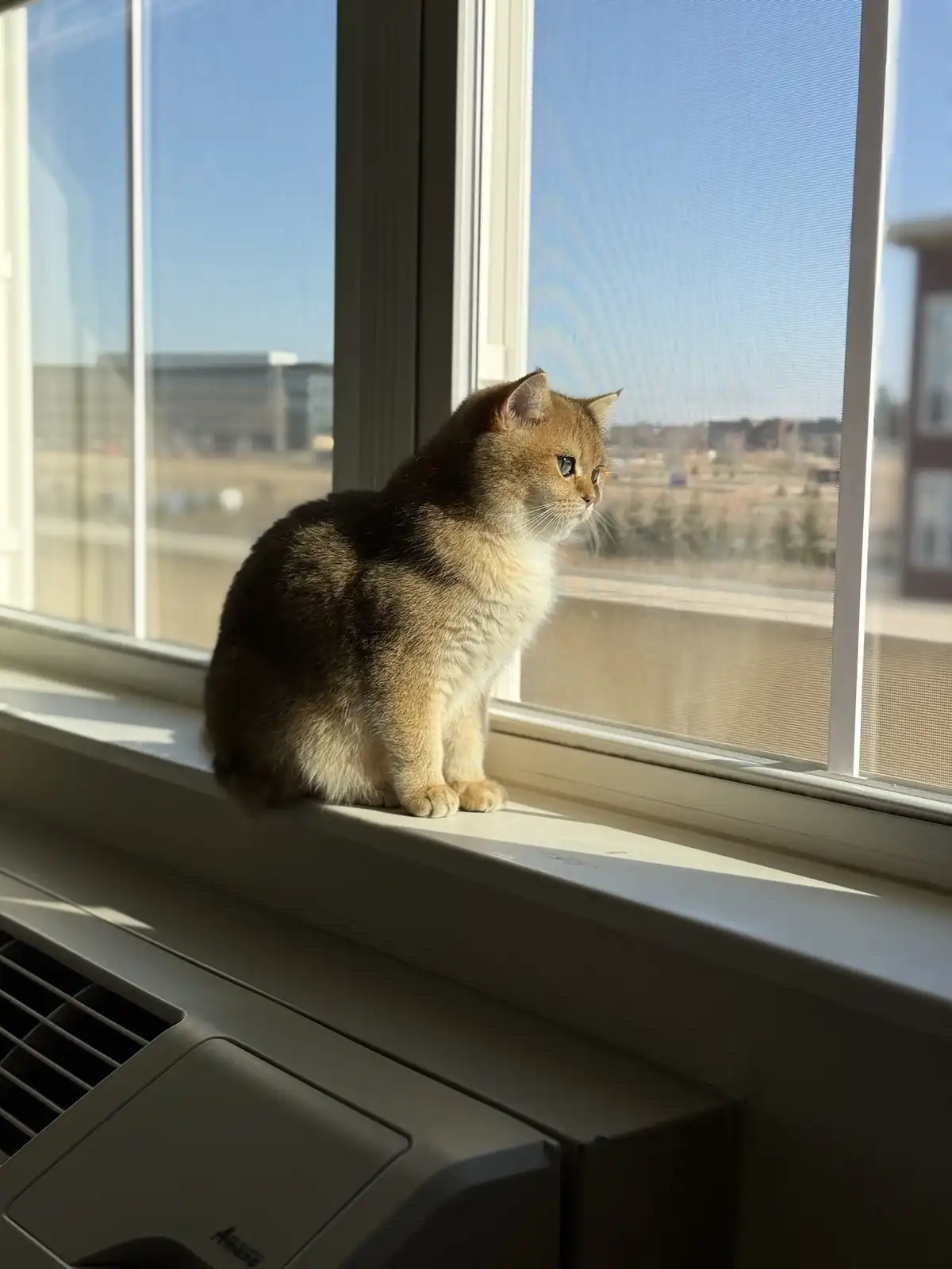Meet the neighborhood watch: feline edition, keeping an eye on the streets