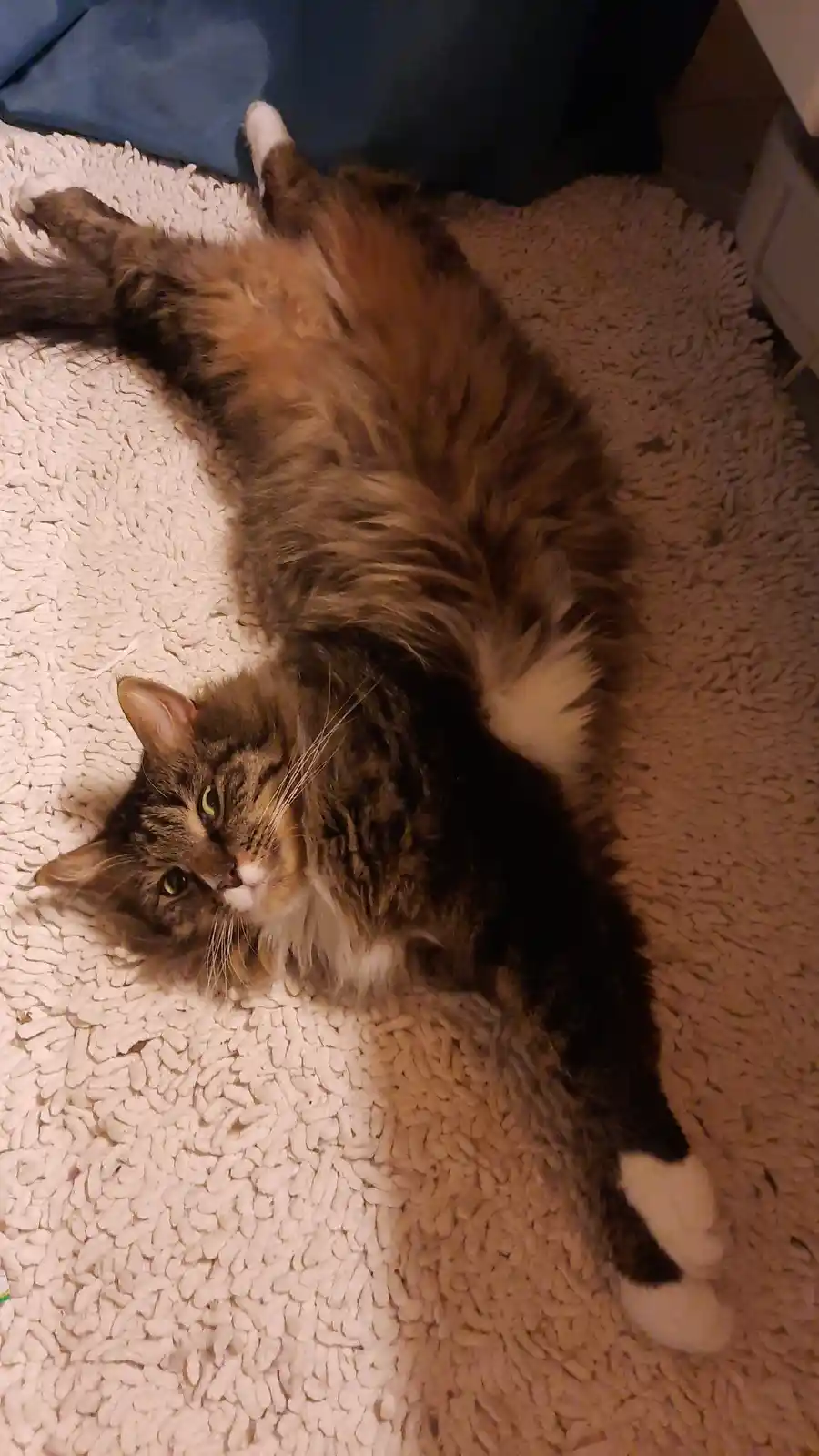 A fluffy, long-haired tabby cat with white paws and chest lies sprawled on its back on a shaggy white rug, looking up at the…