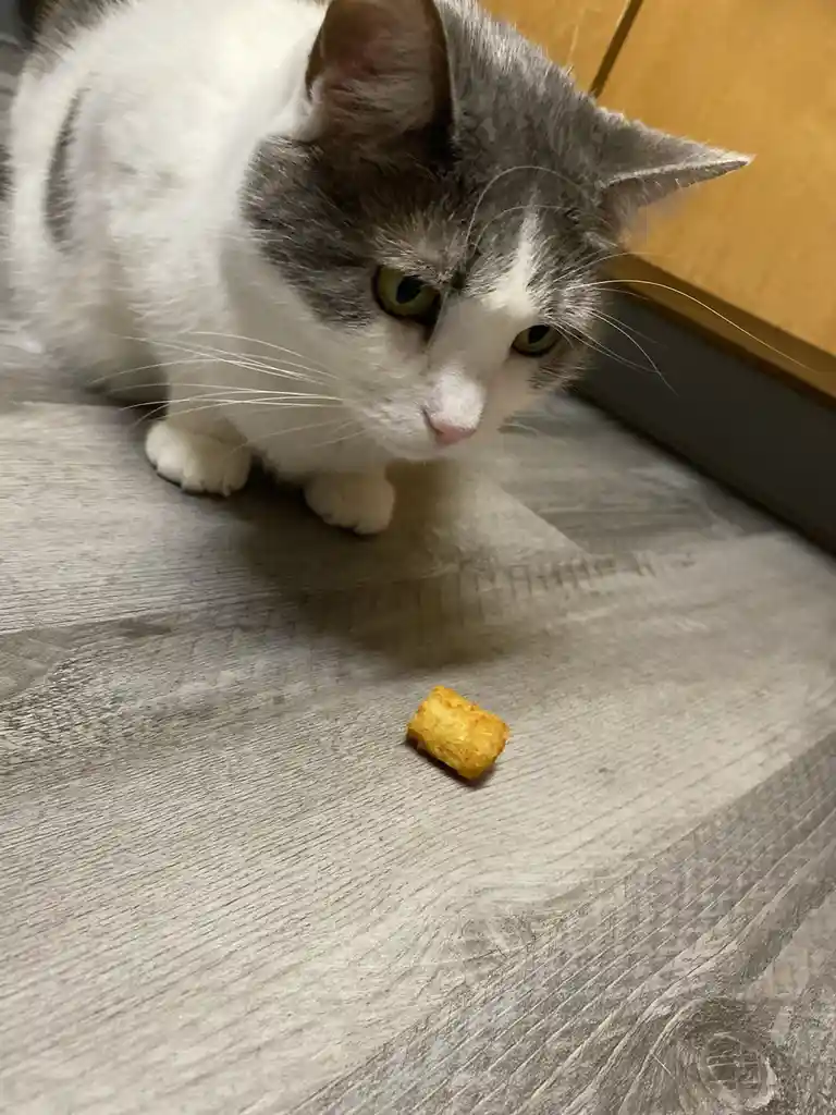 A gray and white cat with a stern, unimpressed expression stares intently at a single, small, golden-brown fried food cube…