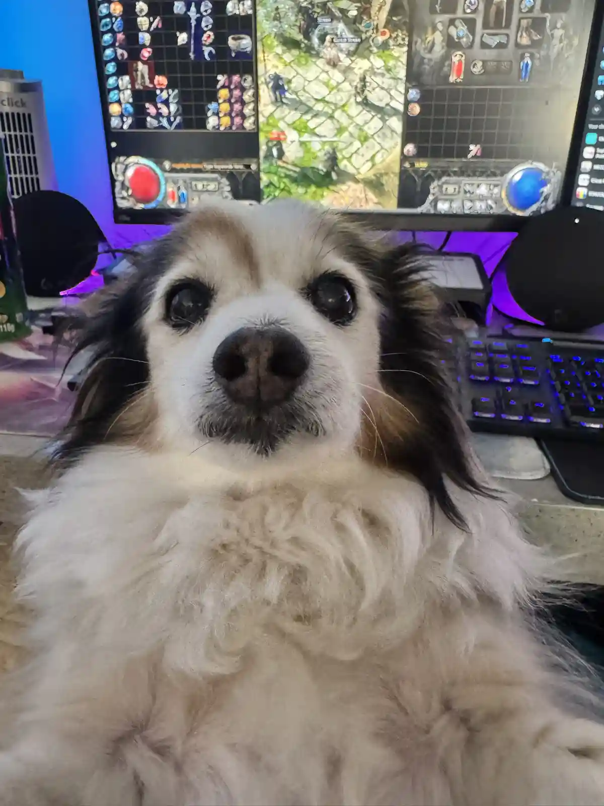 Daily Dose of Cuteness: Meet My Dog Panko