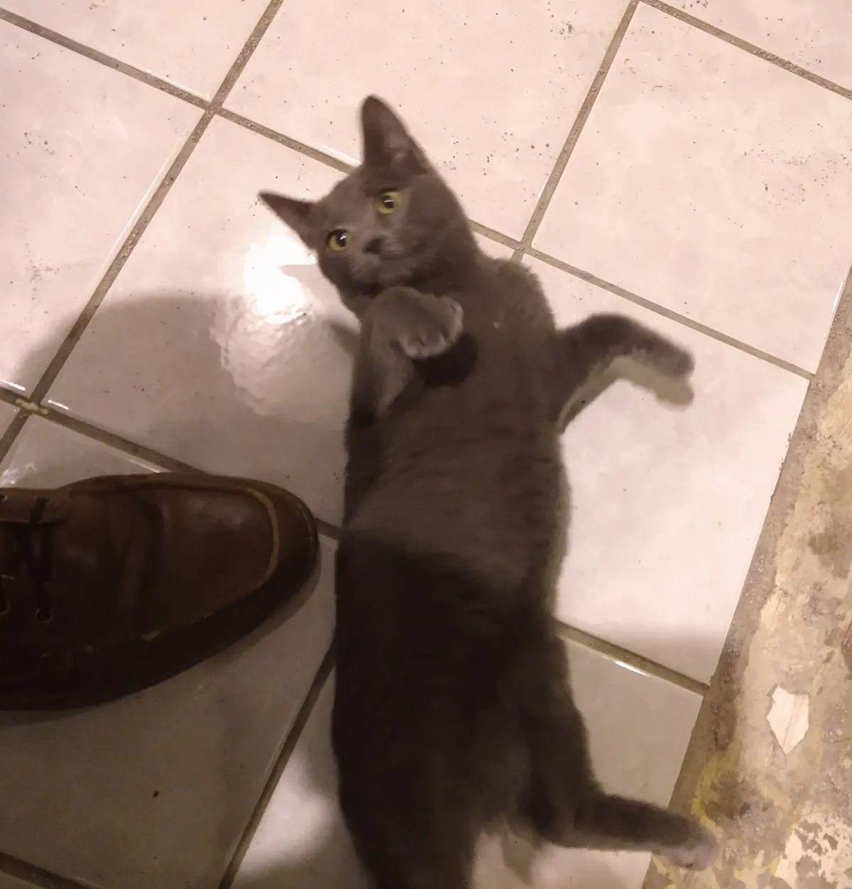 A gray cat lies on its back on a tiled floor, looking up with wide eyes and one paw raised, next to a brown shoe. The…