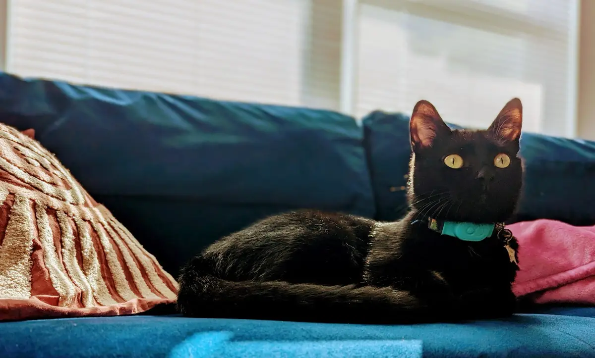A black cat with bright yellow eyes lies relaxed on a blue couch, wearing a teal collar, surrounded by patterned pillows…