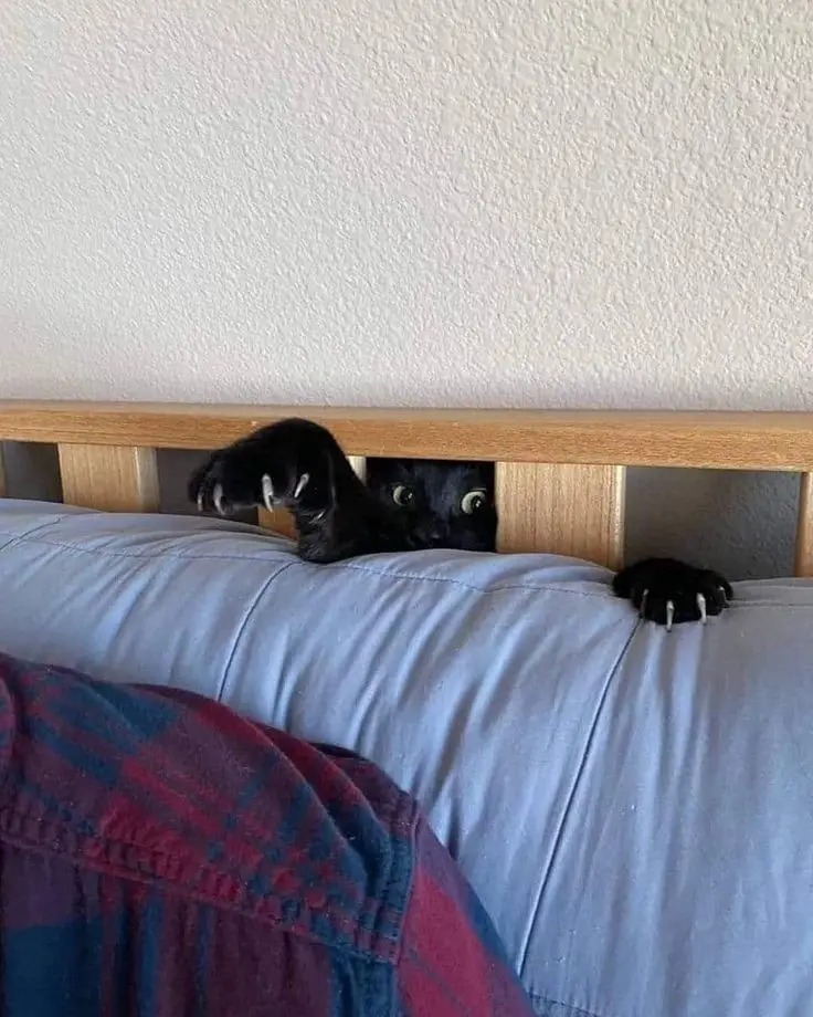 The Terrifying Truth: There's a Monster Under the Bed