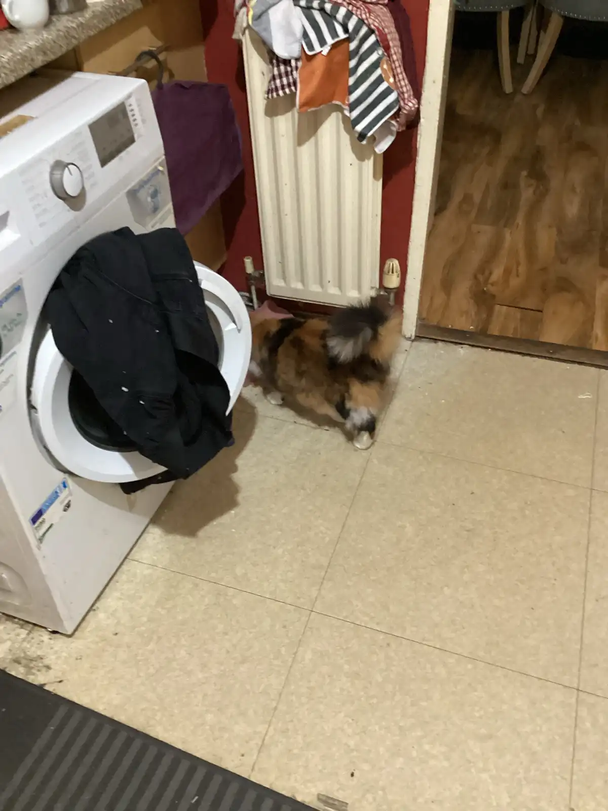 A calico cat is seen from behind, standing near a white washing machine with a black jacket draped over its open door…