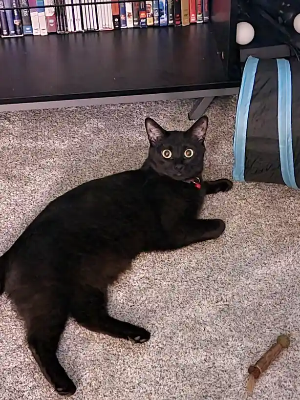 A black cat with wide, startled eyes lies on a carpeted floor beneath a dark media console filled with DVDs. To the right, a…