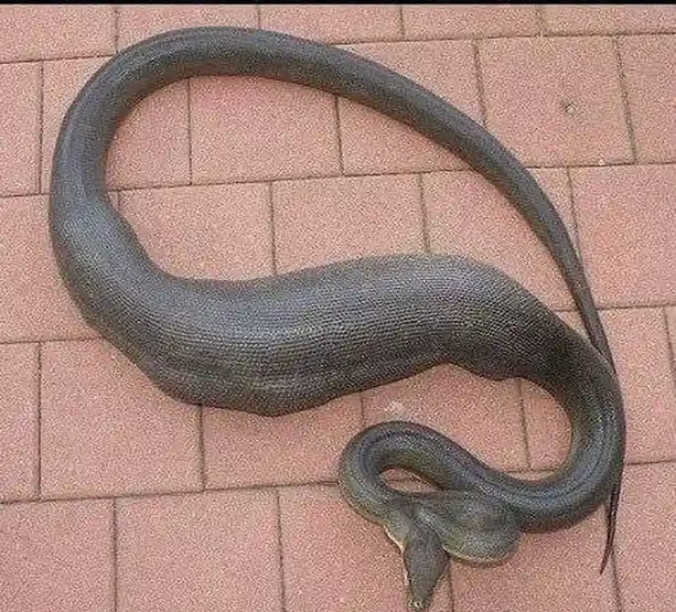 a large, dark-colored snake is coiled on reddish-brown tiled pavement, its body forming a wide, looping shape. The overlaid…
