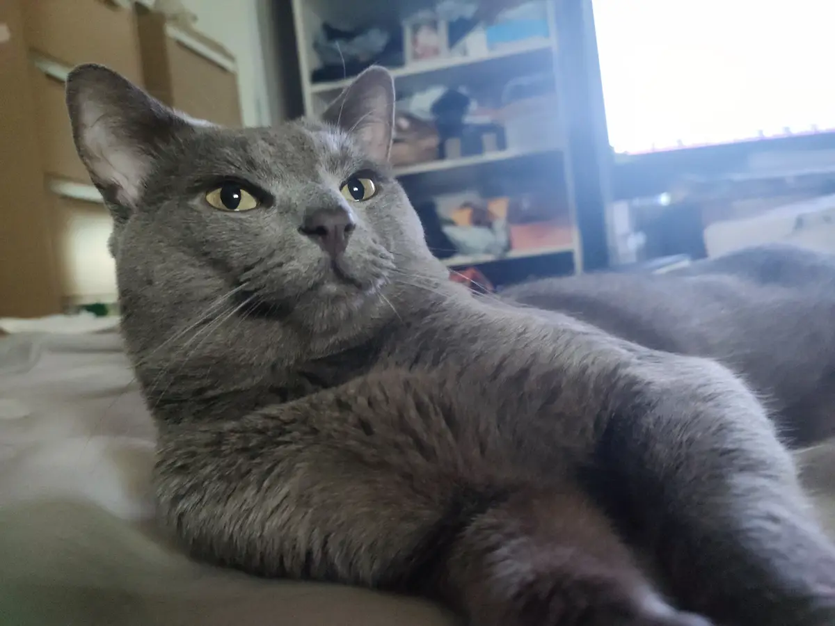 A gray cat with yellow eyes lies on a bed, looking upward with a calm, slightly smug expression. The background shows a…