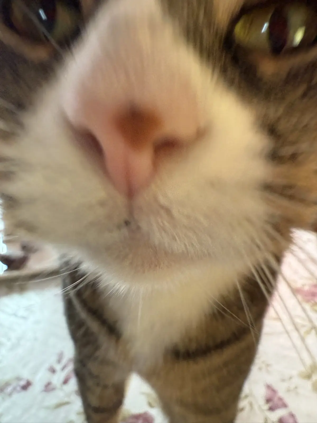 A very close-up, blurry photo of a cat's face, with its pink nose dominating the center and its green eyes visible in the…