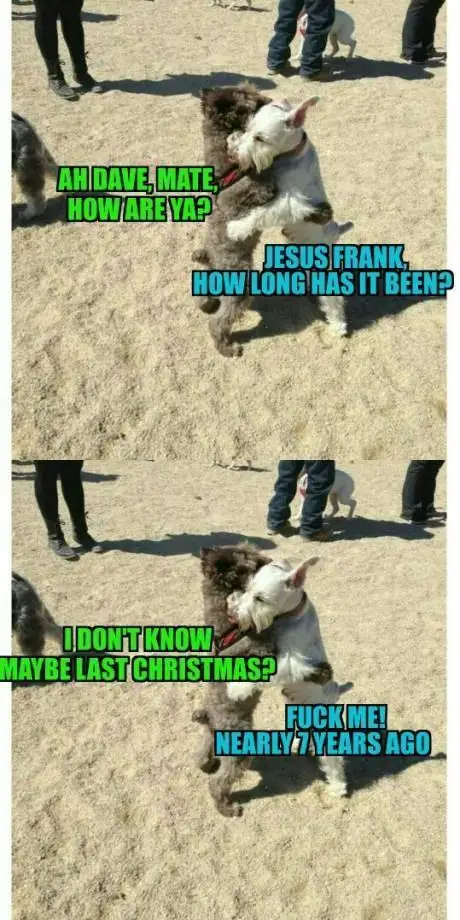 Two dogs are shown in a sandy outdoor setting, embracing each other in a hug. The top panel has green text saying 'AH DAVE…