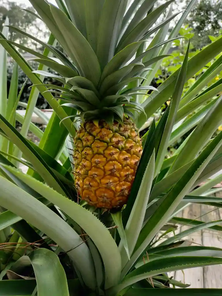 A ripe pineapple with yellow-orange skin and green spiky leaves grows upright in a garden, surrounded by long green fronds…
