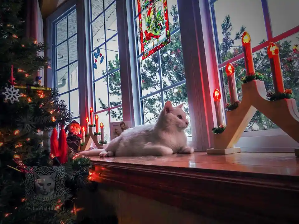 A white cat lounges on a wooden windowsill beside a lit advent candle holder and a decorated Christmas tree. The scene is…