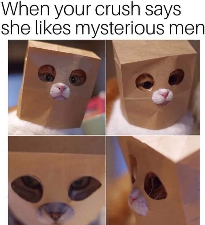 A cat wearing a brown paper bag over its head, with holes cut for its eyes and nose, shown in four panels. The top panels…