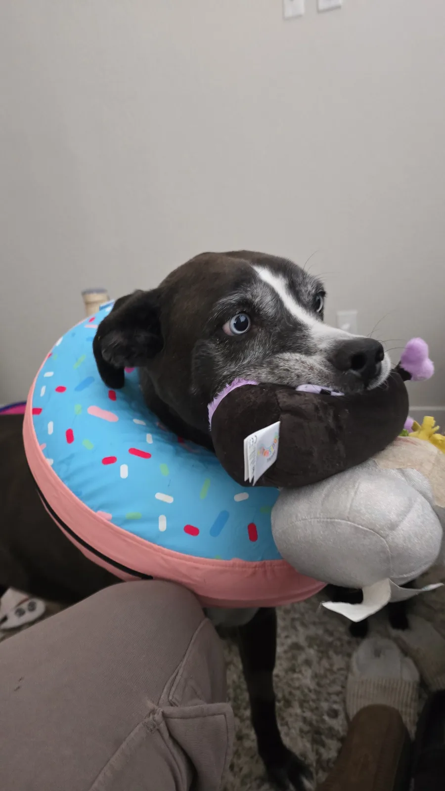 A black and white dog with blue eyes wears a blue donut-shaped collar with colorful sprinkles and holds a plush toy in its…