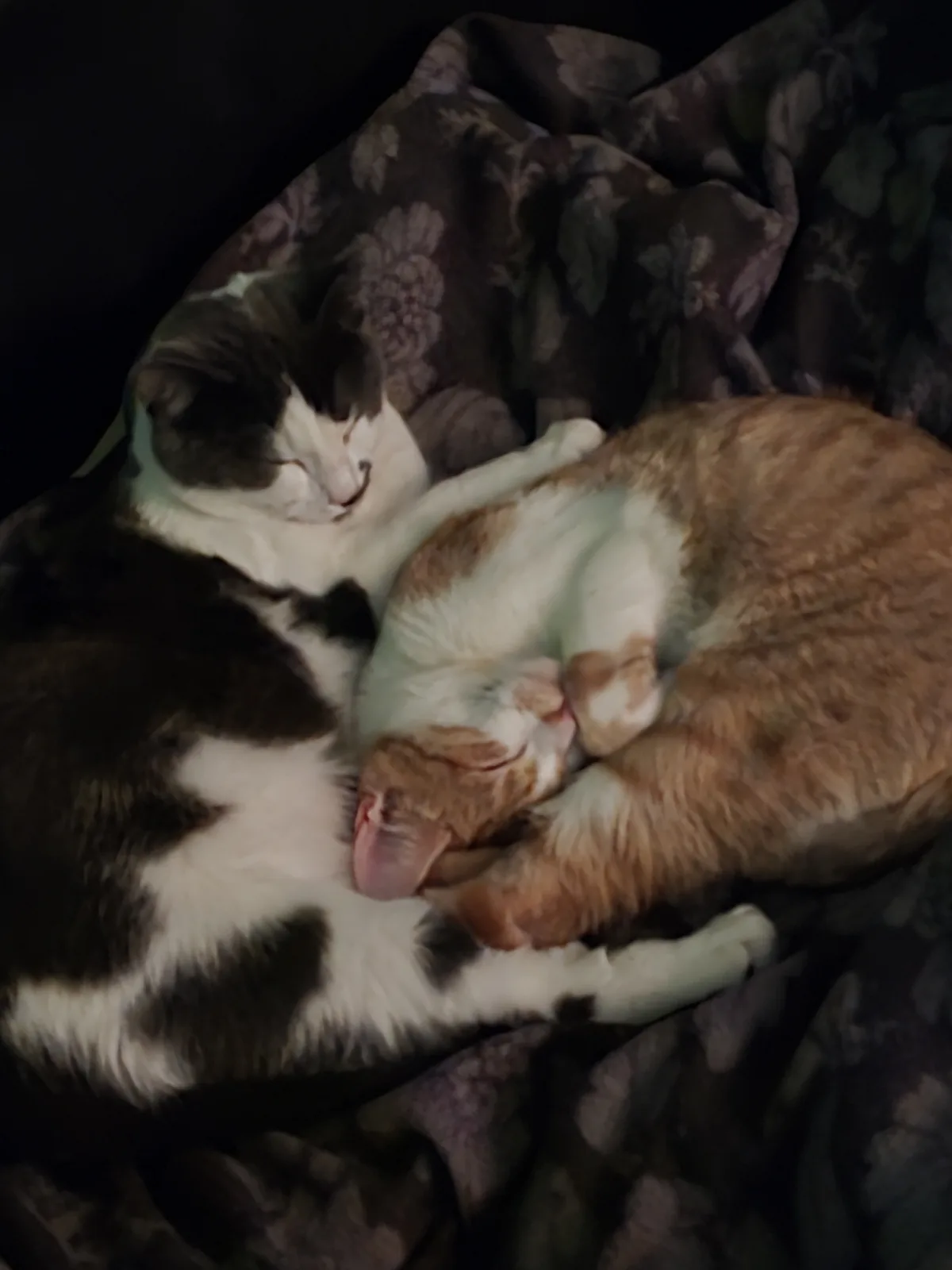 Two cats are curled up together sleeping on a dark floral blanket; one is black and white, the other is orange and white…