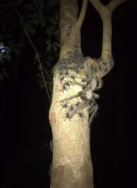 A nighttime photo shows a large tarantula on a tree trunk surrounded by many smaller spiders, likely its offspring. The…