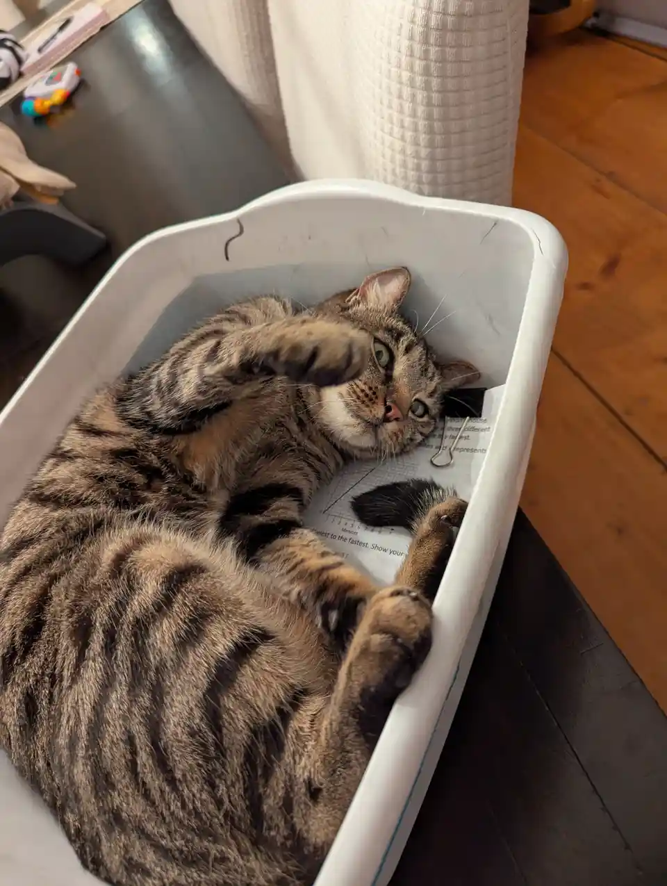 A tabby cat lies on its back inside a white plastic tub, one paw raised as if waving, looking directly at the camera with…