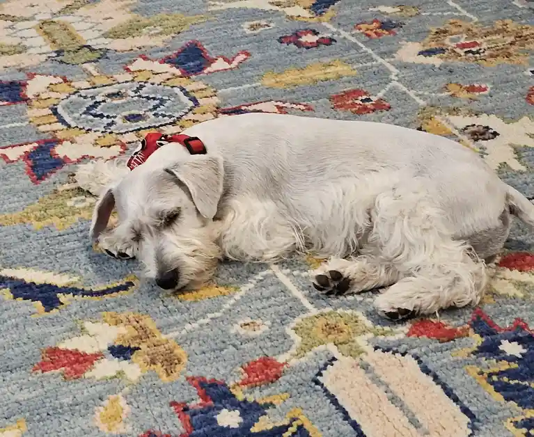 A white, fluffy dog with floppy ears is sleeping peacefully on a colorful patterned rug. The dog wears a red collar and is…