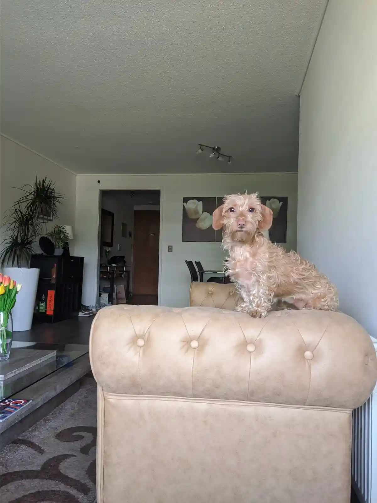 A small, shaggy, light-brown dog with floppy ears sits upright on the tufted backrest of a beige sofa in a modern living…