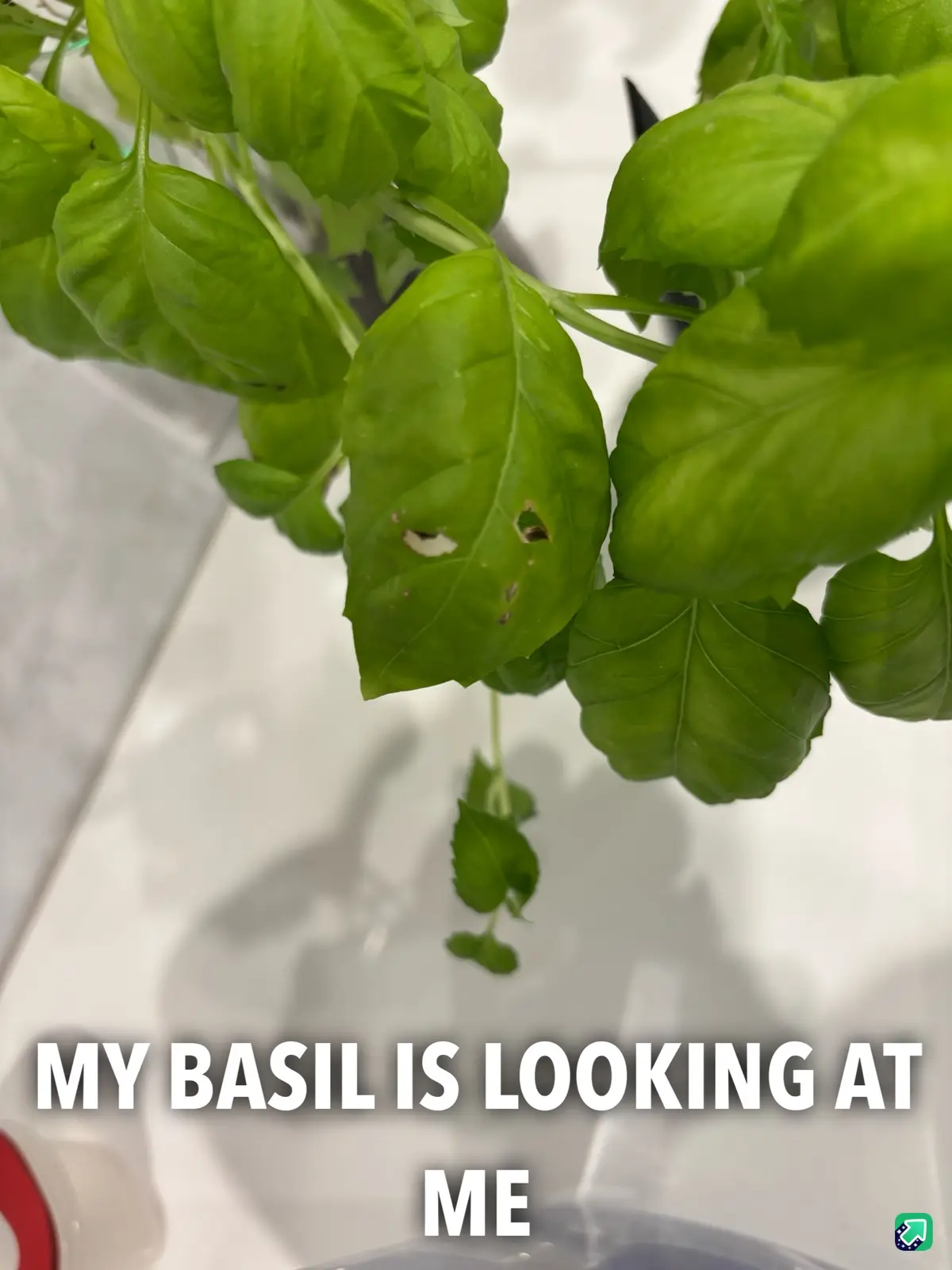 A close-up photo shows a basil plant with vibrant green leaves, one of which has noticeable holes and damage. The plant is…