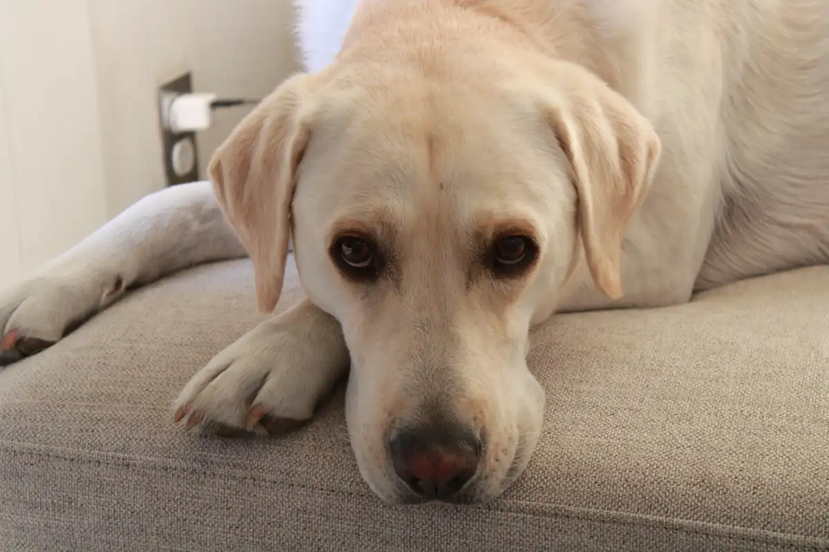 A close-up of a light-colored Labrador Retriever lying on a beige couch, resting its head and paws on the cushion with a…