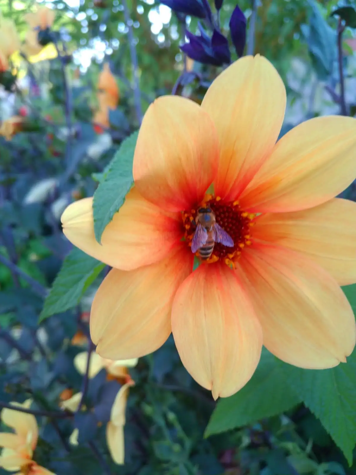 A close-up photograph shows a bee resting in the center of a large, vibrant orange and yellow dahlia flower, surrounded by…