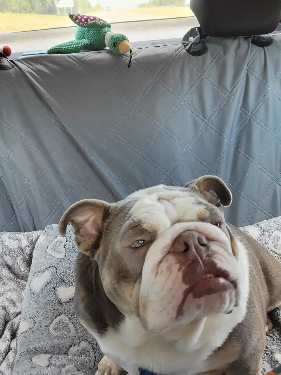 A bulldog with a grumpy, sleepy expression sits in a car, resting its head on a gray blanket. Behind it, a gray quilted car…