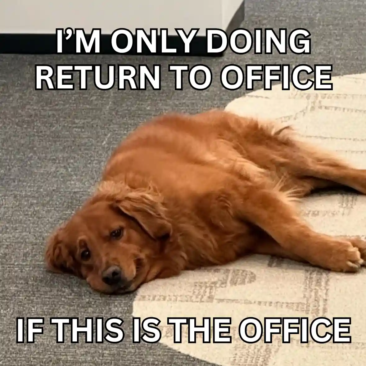 A golden retriever lies sprawled on a carpeted floor, looking tired and unenthusiastic. The overlaid text reads 'I'M ONLY…