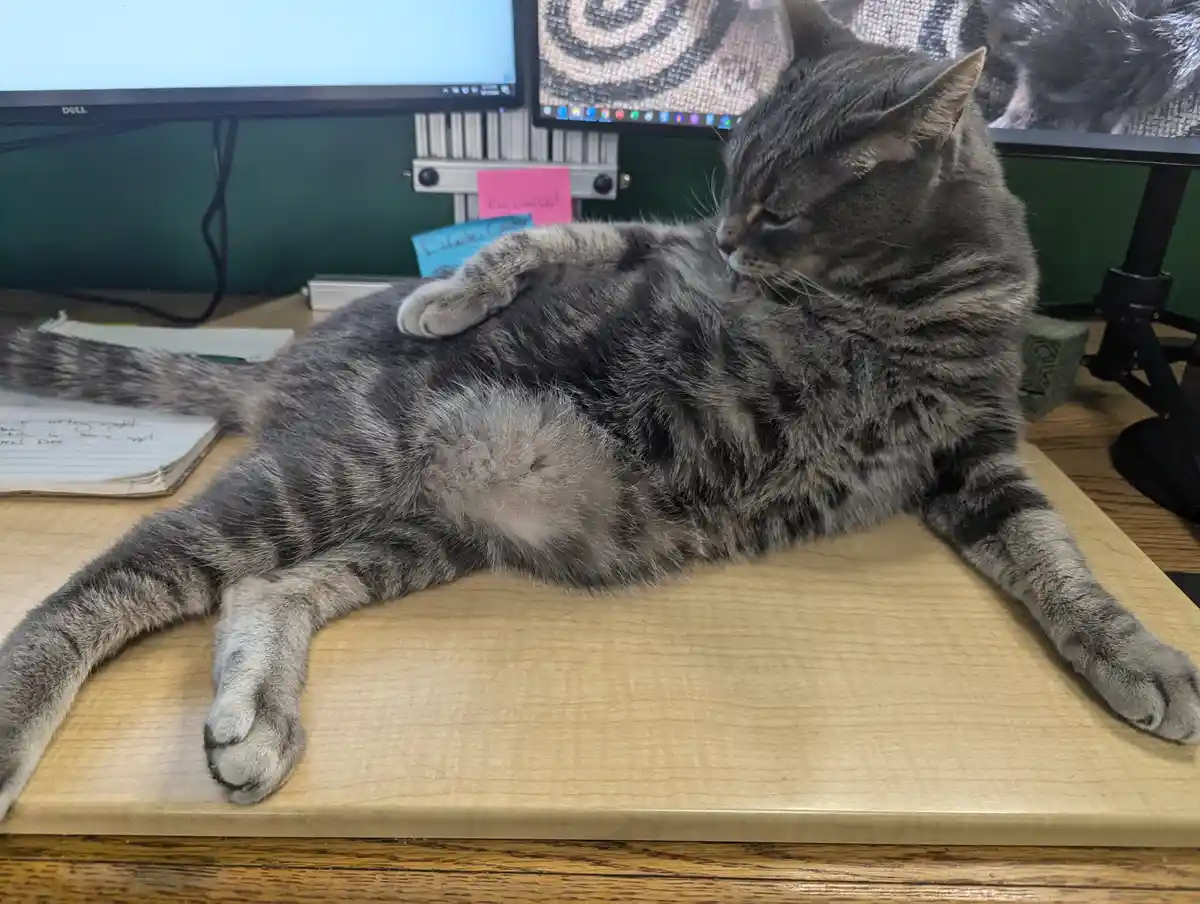 A gray tabby cat is lying on its side on a wooden desk, grooming its belly with one paw while appearing relaxed. Behind it…