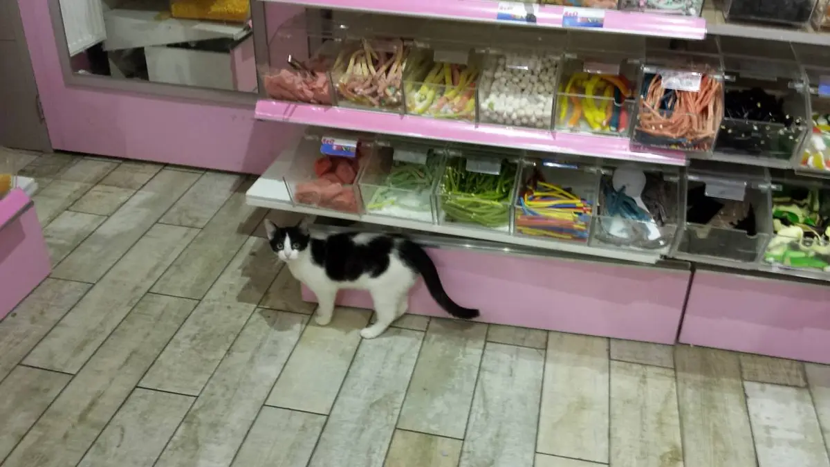 A black-and-white cat stands on a tiled floor beneath a pink candy display case filled with colorful gummy candies. The cat…