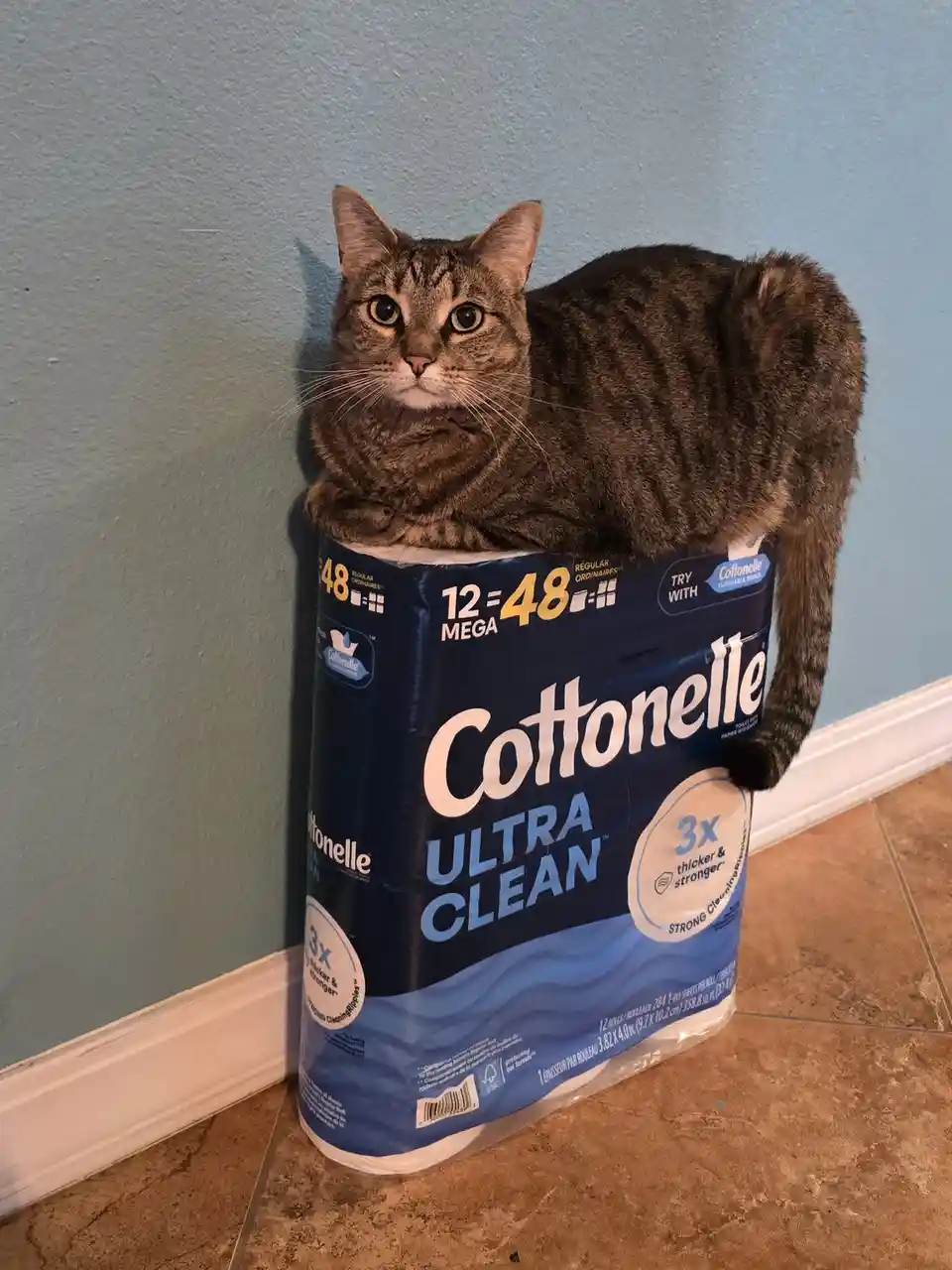 A tabby cat is sitting atop a large package of Cottonelle Ultra Clean toilet paper, which advertises '12 = 48 MEGA' rolls…