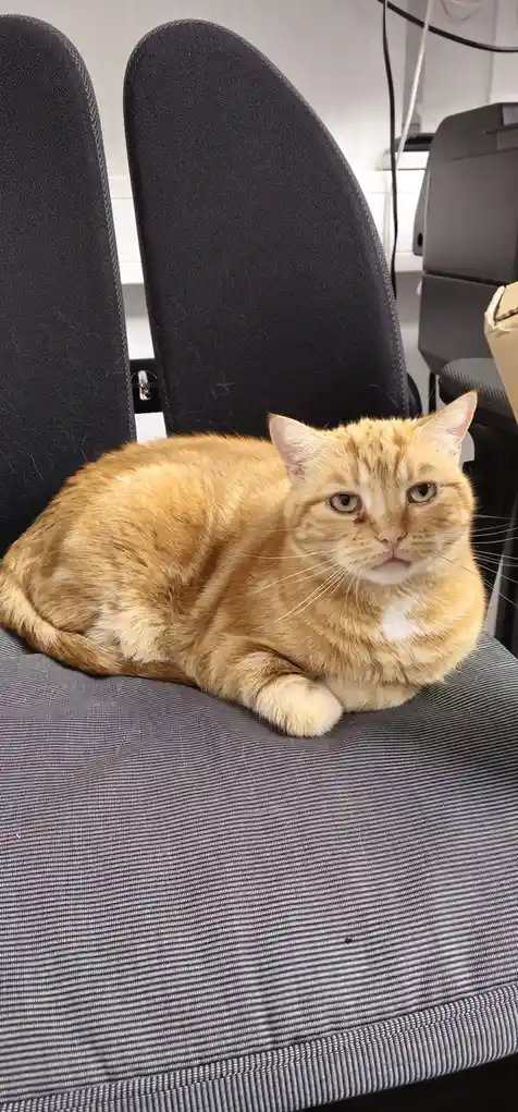 An orange tabby cat with a white chest is lounging on a dark gray office chair, looking directly at the camera with a bored…