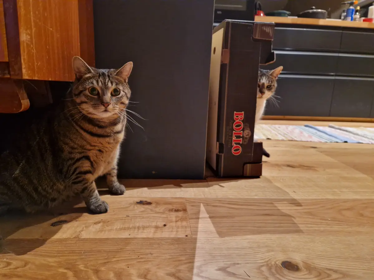 Meet Fuzz Aldrin and Marie Purrie: The Dynamic Duo