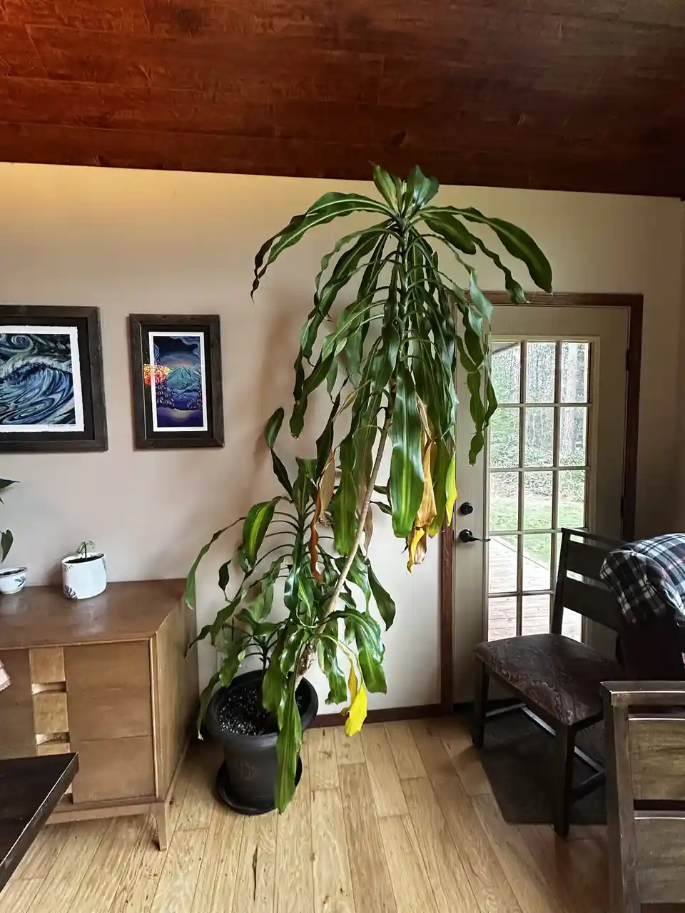 A tall potted plant with drooping, yellowing leaves sits in a room with wooden floors and a dark wood ceiling. Two framed…