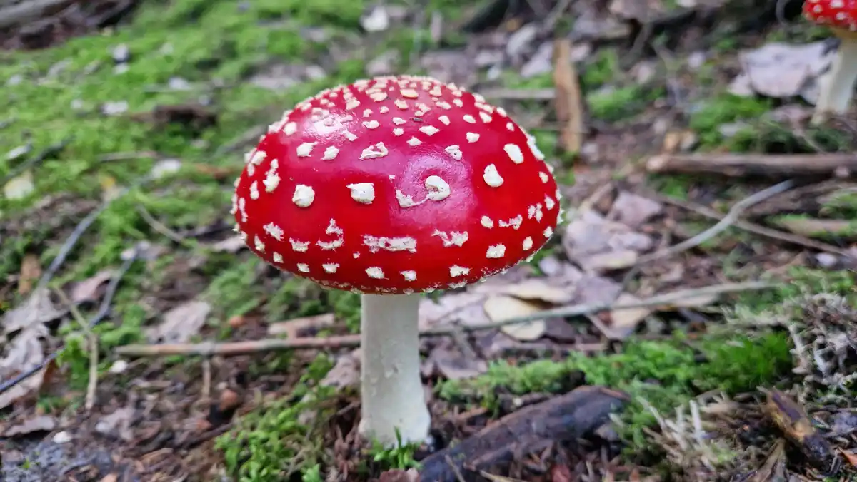 A close-up photo shows a bright red mushroom with white spots growing in a forest floor covered in moss and fallen leaves…
