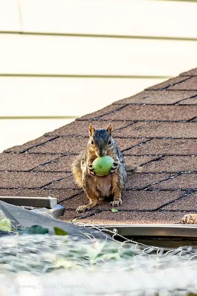 A squirrel sits upright on a brown shingled roof, holding a small green watermelon with both paws. The background shows a…