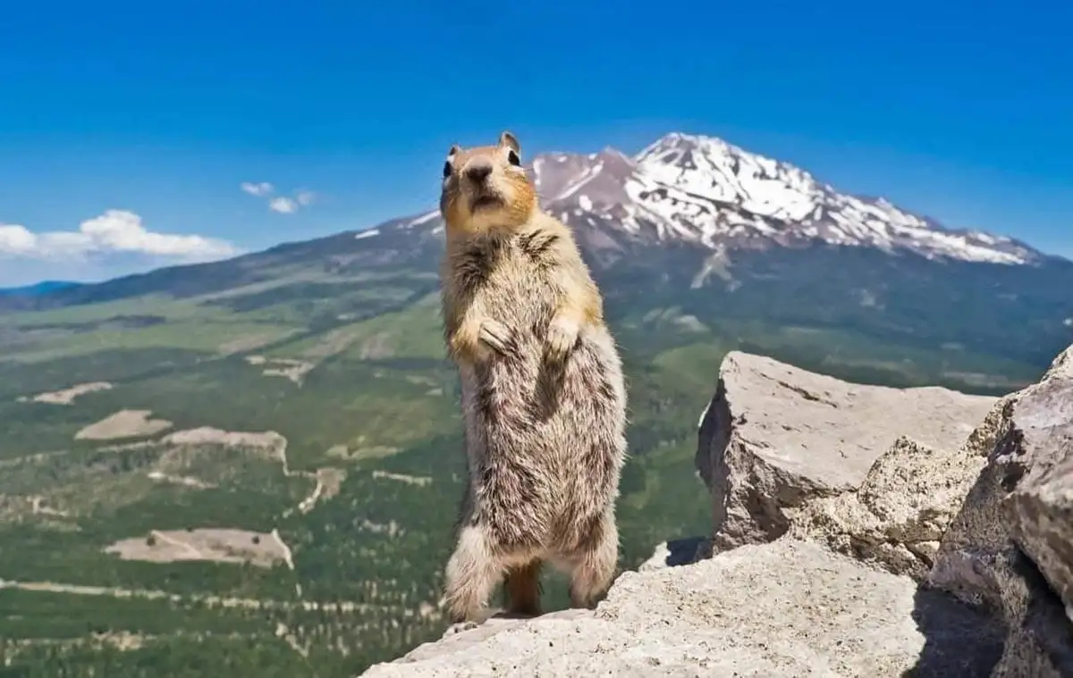 A squirrel stands upright on a rocky outcrop against a backdrop of a snow-capped mountain and green valleys under a clear…