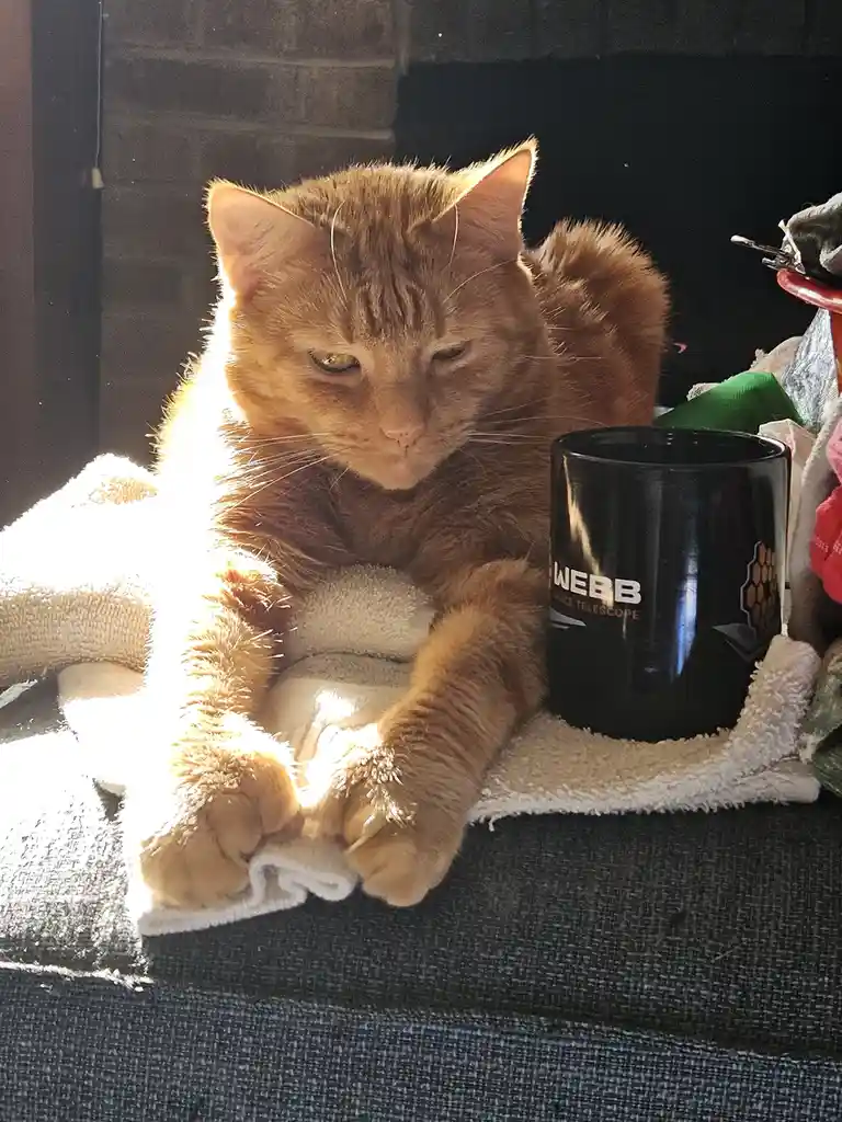 An orange tabby cat lounges in bright sunlight on a white towel, looking sleepy and unimpressed, next to a black mug with…