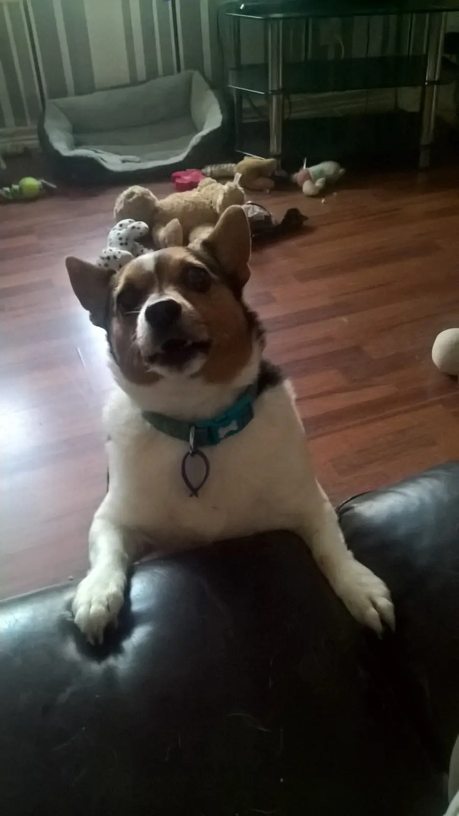 A tricolor corgi with a blue collar sits upright on a black leather couch, looking upward with an expressive face. Behind…