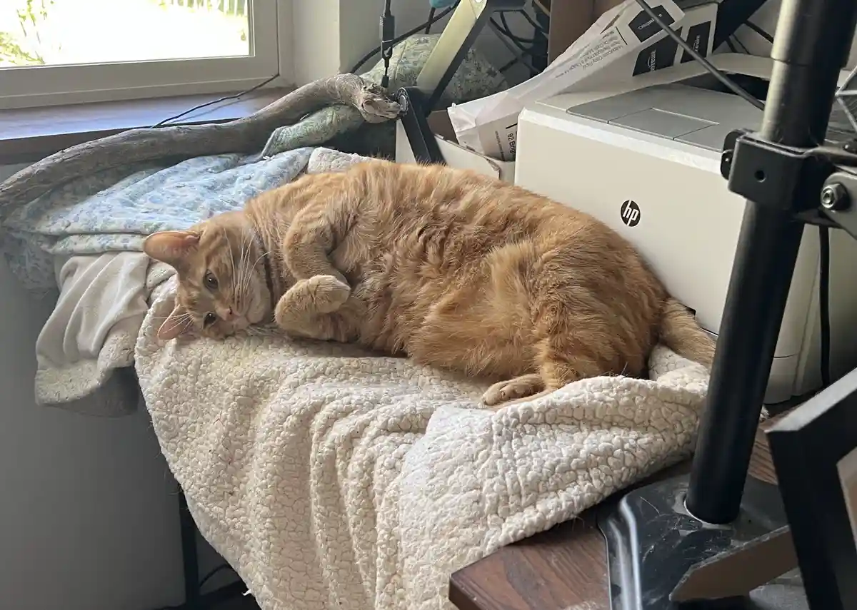 An orange tabby cat is lying on its side on a white fluffy blanket, appearing very relaxed and sleepy. The cat is positioned…