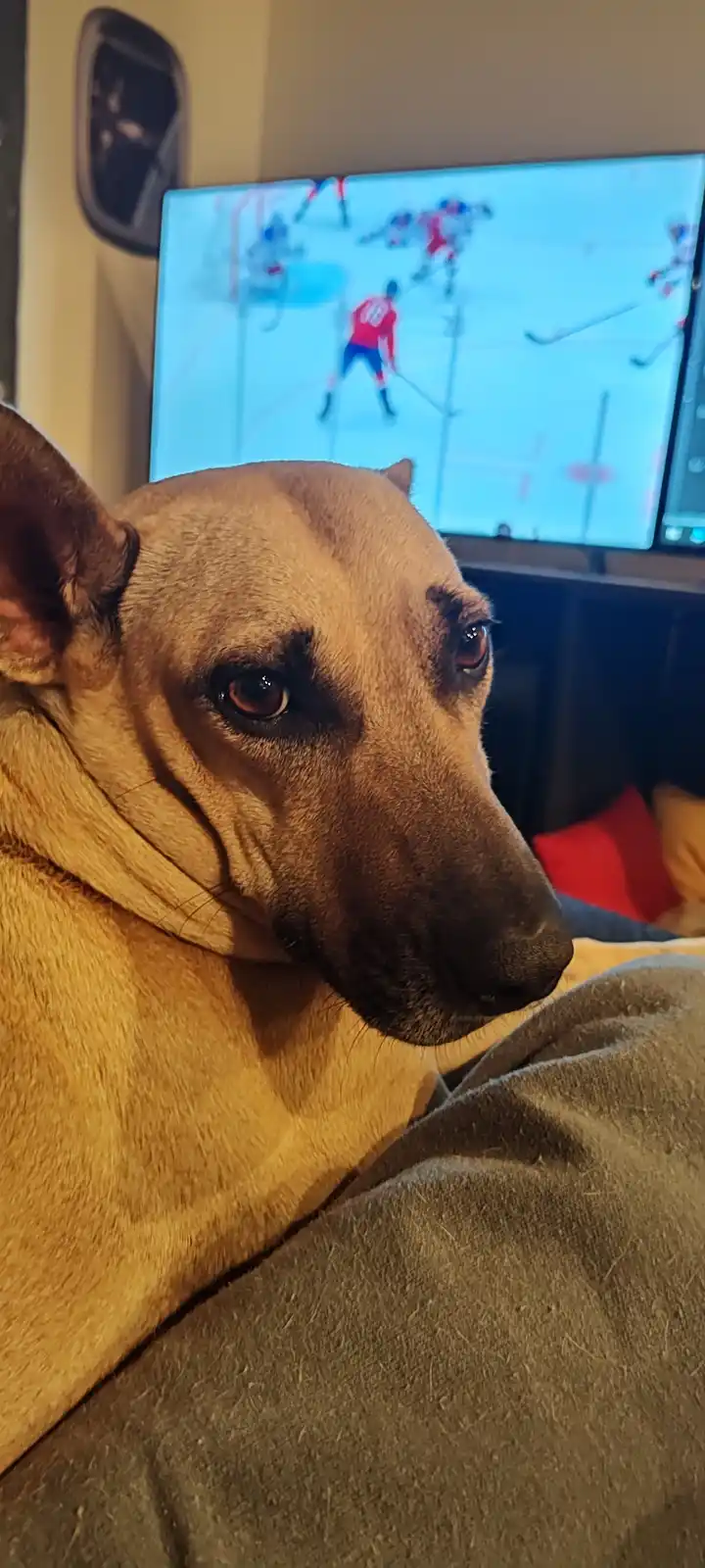 A tan dog with dark markings around its eyes sits calmly on a couch, looking off to the side with a serious, unimpressed…