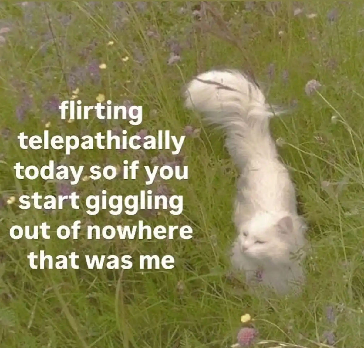 A fluffy white cat is lying on its back in a field of green grass and purple flowers, looking relaxed. White text overlaid…