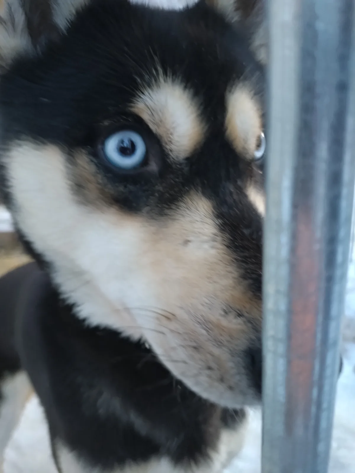Just a dog being adorable.