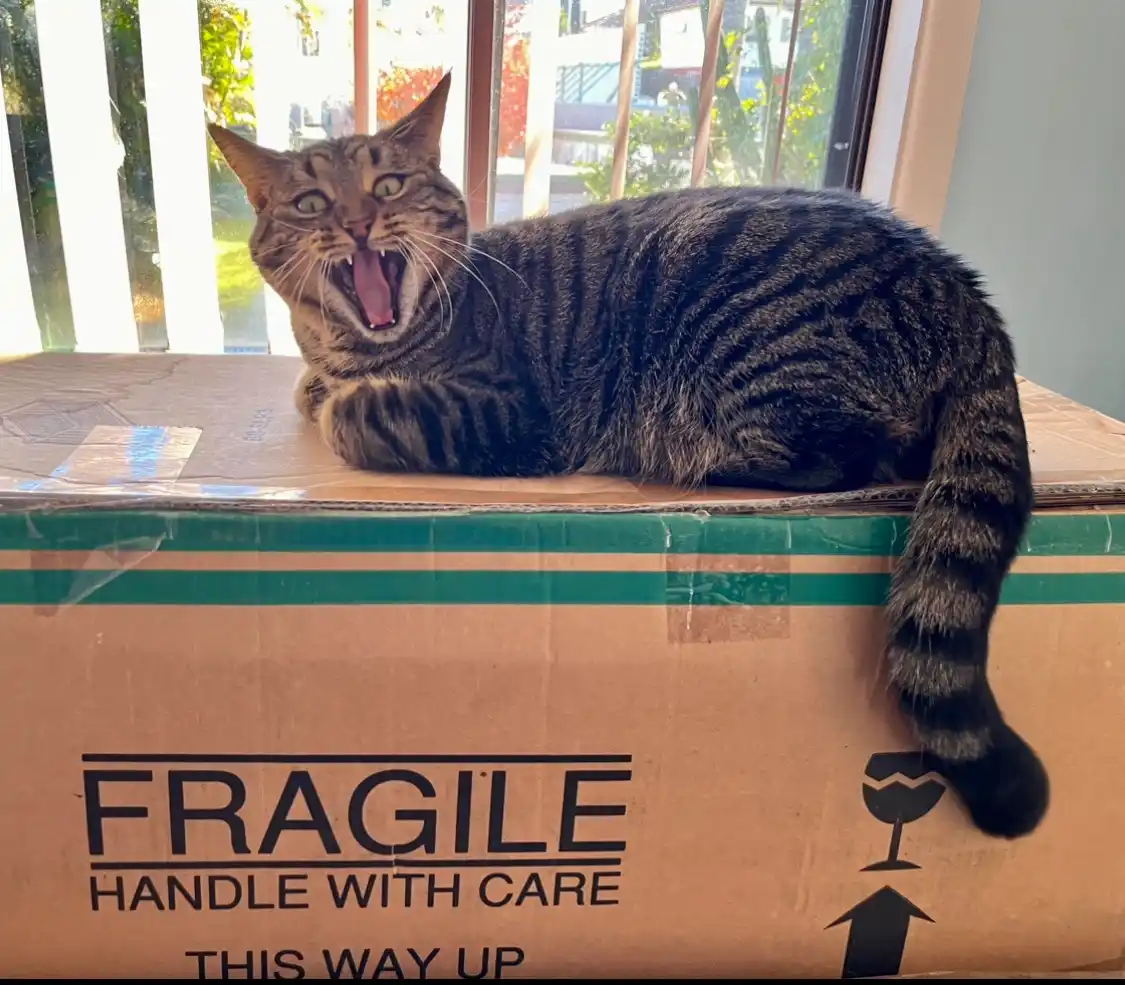 A tabby cat with wide eyes and an open mouth, appearing to yowl or hiss, is lounging atop a large cardboard shipping box…