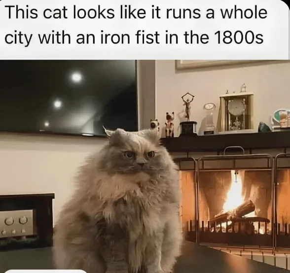 Cat Memes Guaranteed to Brighten Your Day!