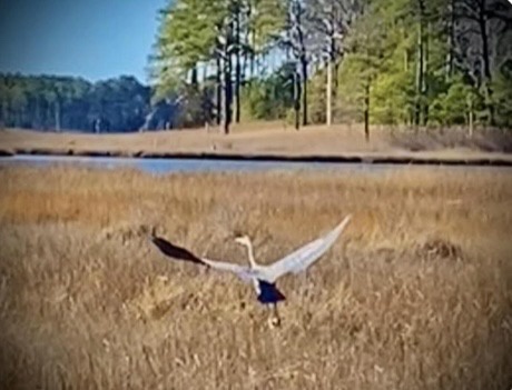 A large white bird, resembling a heron or egret, is captured mid-stride in tall, dry grass near a body of water with trees…