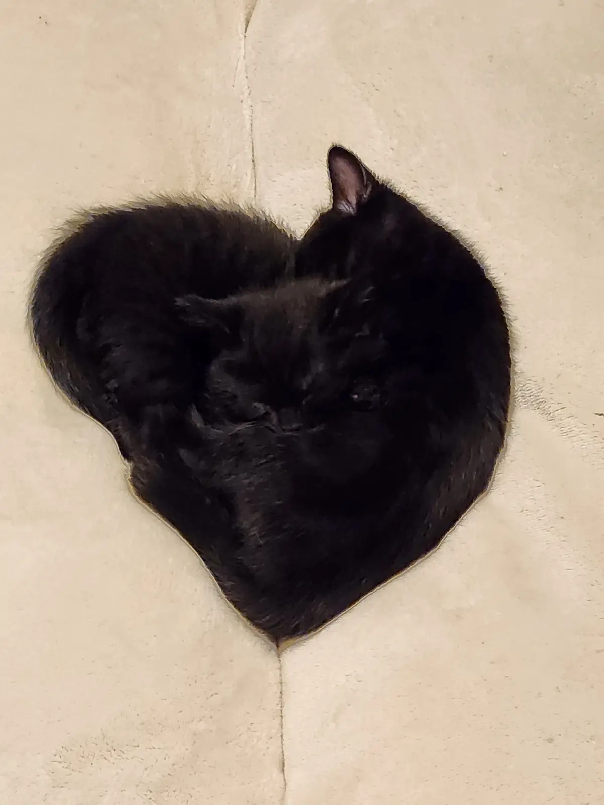 A black cat is curled up sleeping on a light-colored surface, forming a perfect heart shape with its body. The cat's fur is…