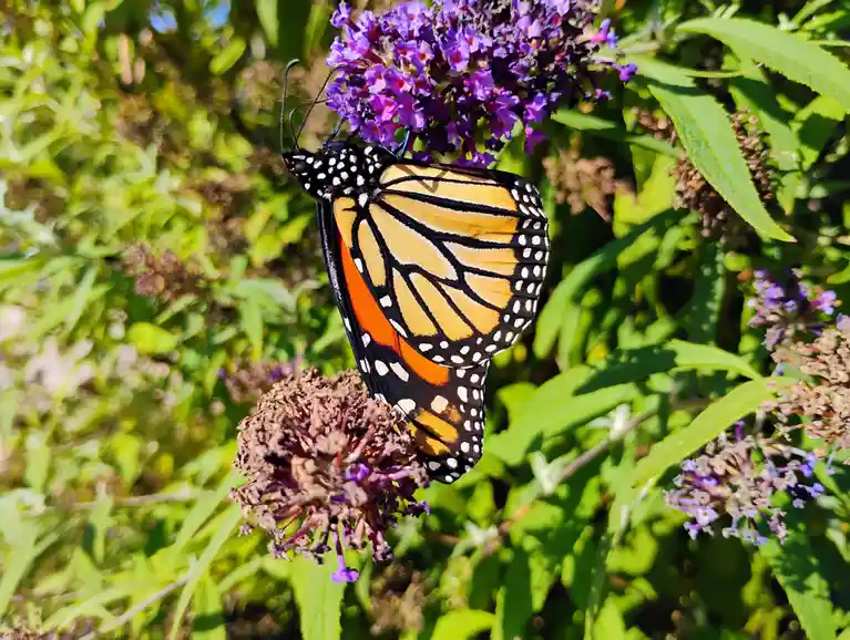 A monarch butterfly with orange, black, and white wings is perched on a cluster of purple flowers, surrounded by green…